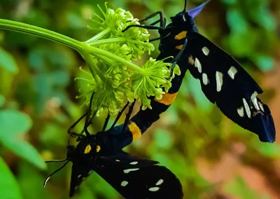 natura in villa sargiano