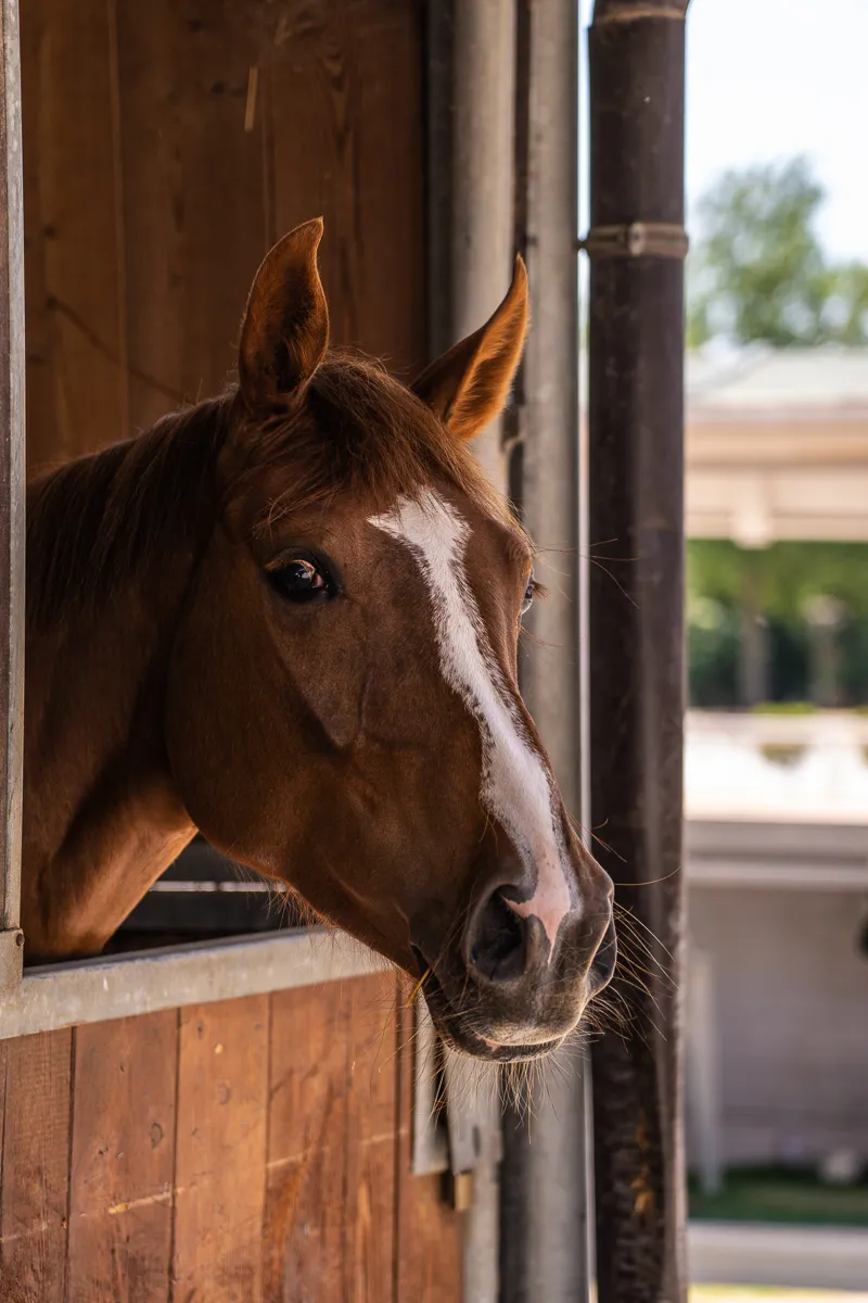 equestrian 2