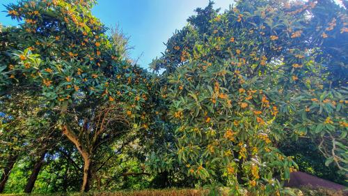 nespolo_in_frutto